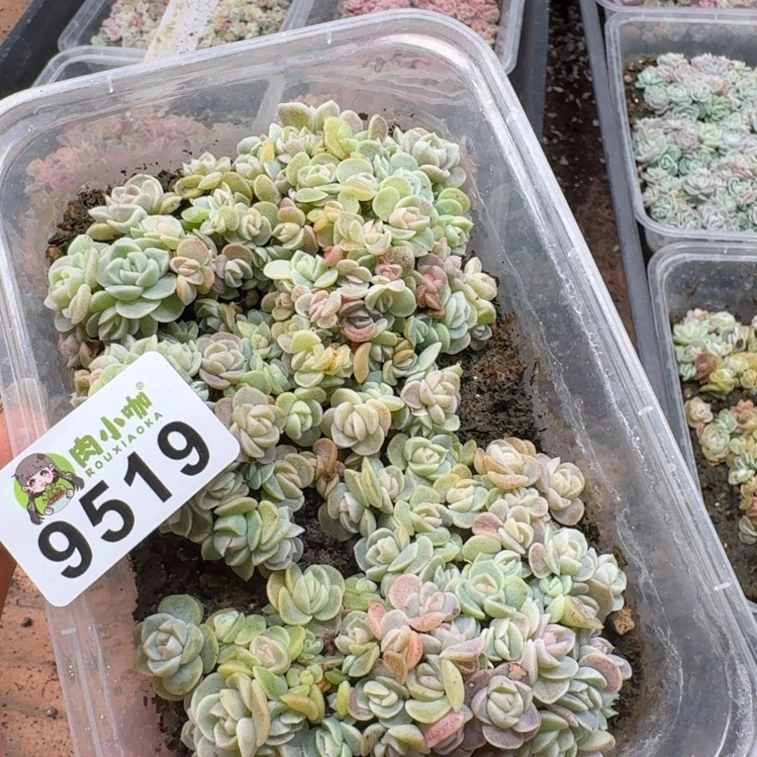 多肉植物多肉植物