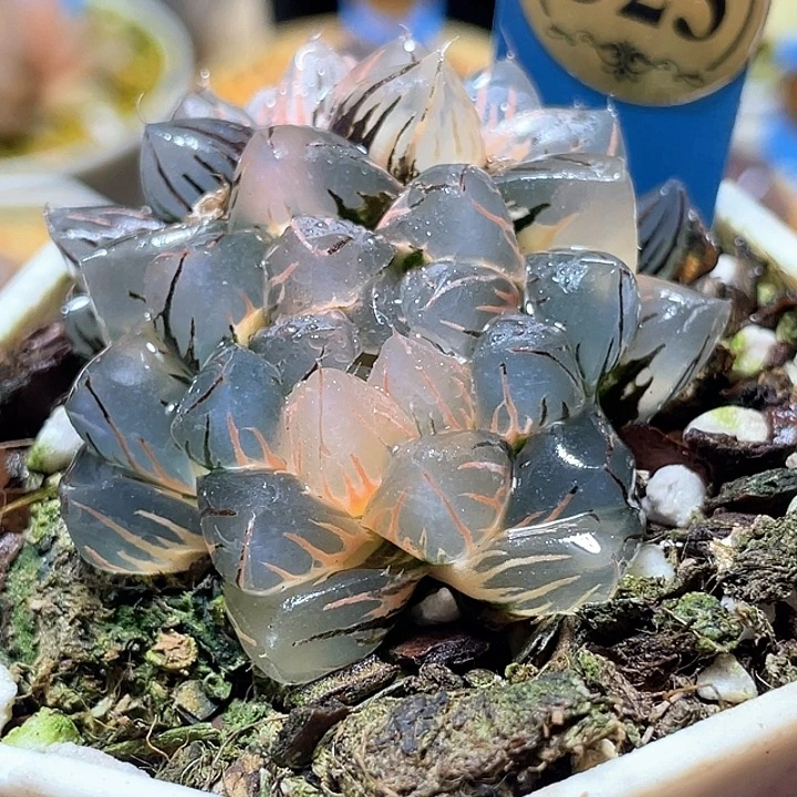 523双头水中月锦特选福利