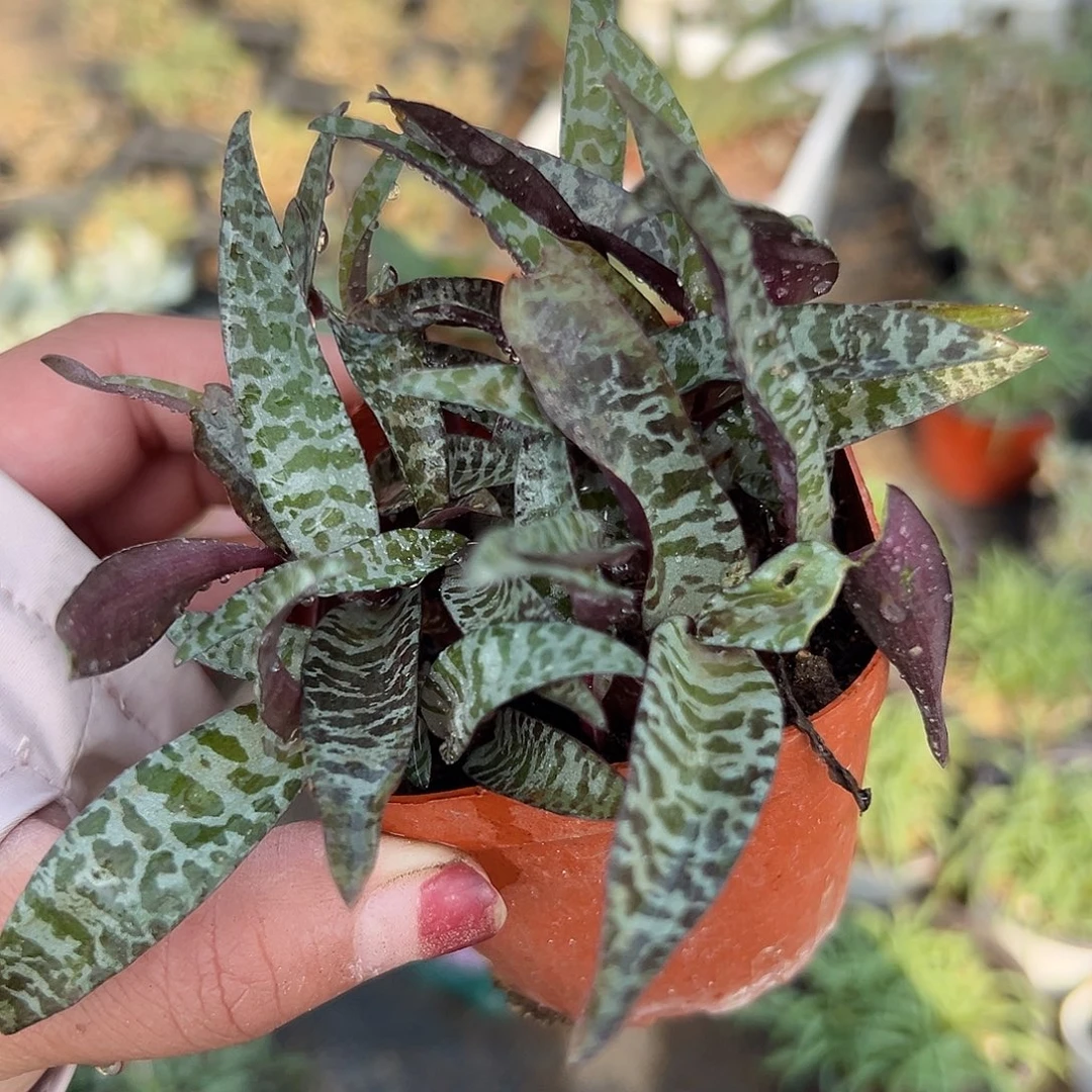 多肉植物油点百合