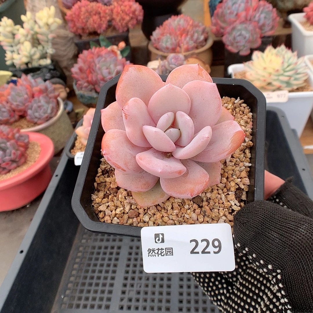 229奶茶多肉植物6666
