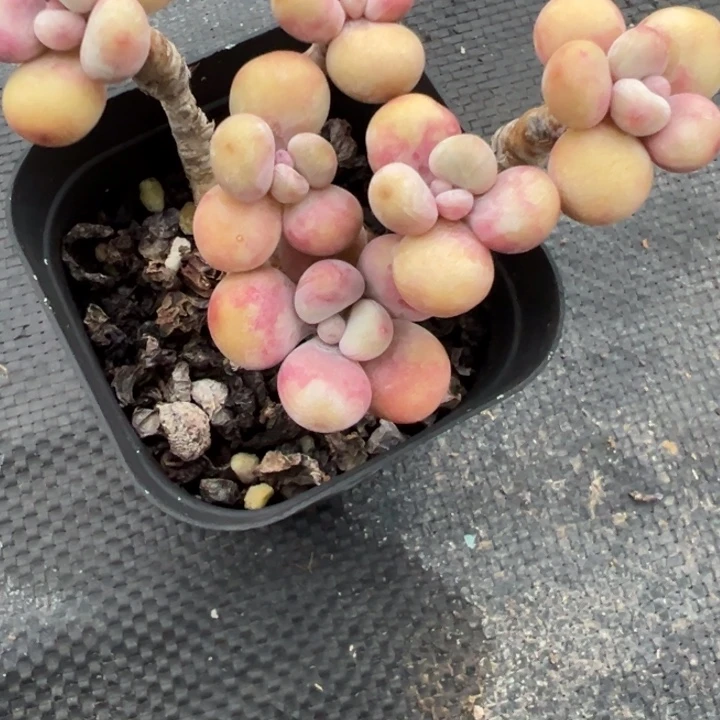 桃蛋多肉植物6多肉植物