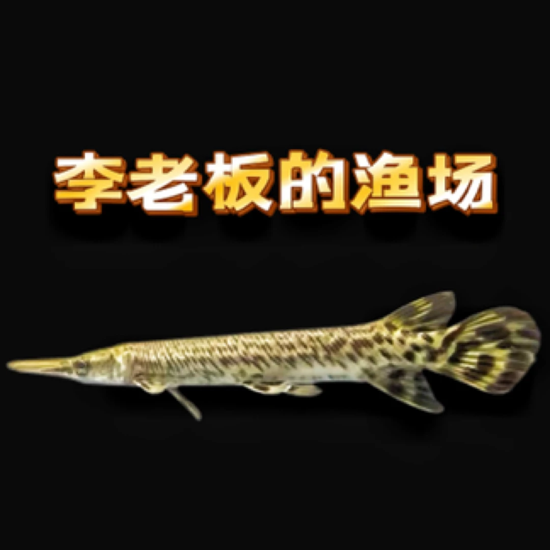 鳄雀鳝苗子尖嘴猛鱼热带观赏鱼活体养殖大型猛鱼