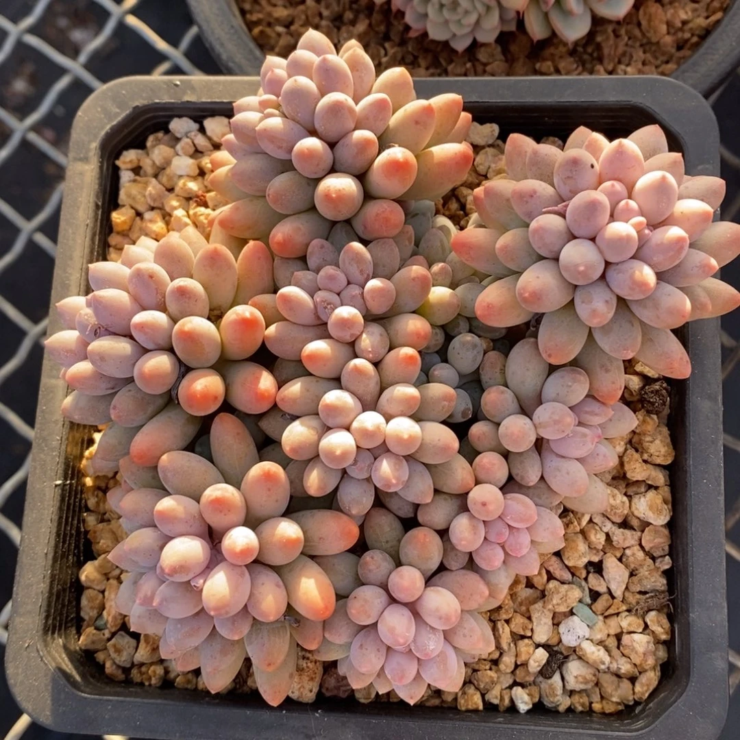 婴儿手指一物一拍