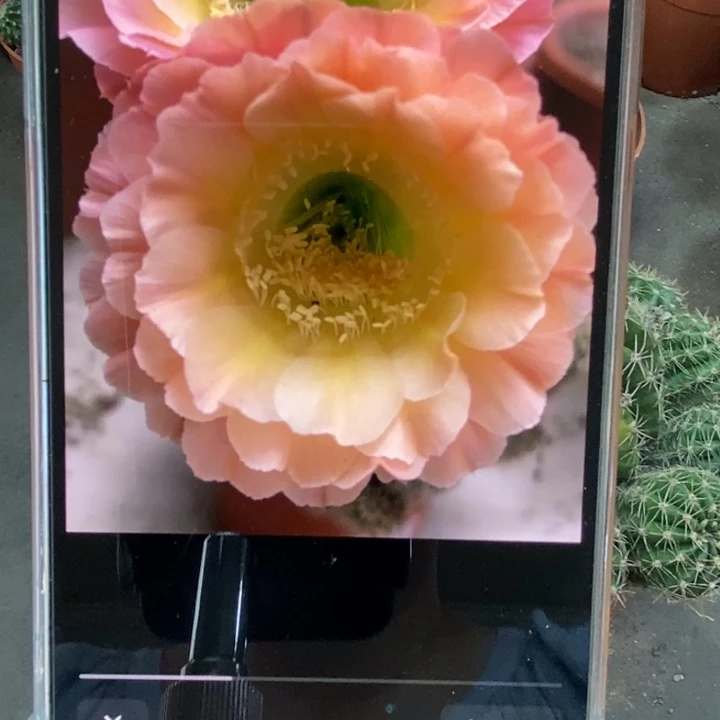 香香落日侧芽3公分左右