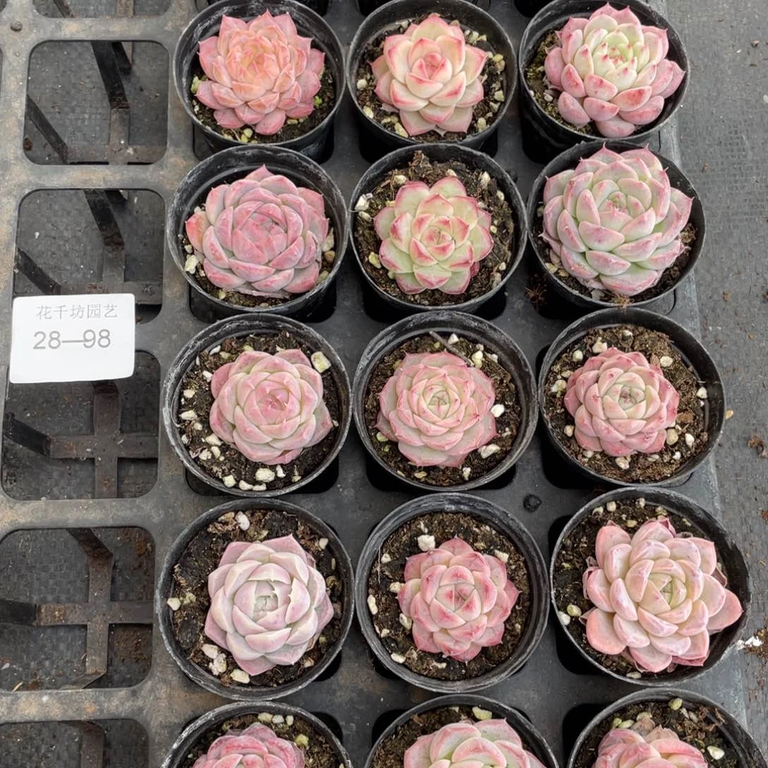 A****I一物一拍18颗28-98