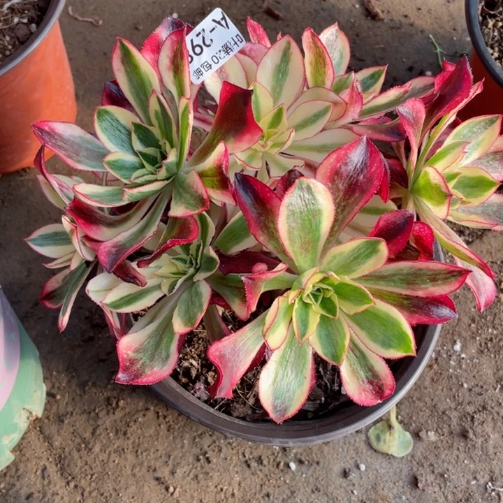 298魅影有砍有断12344578多肉