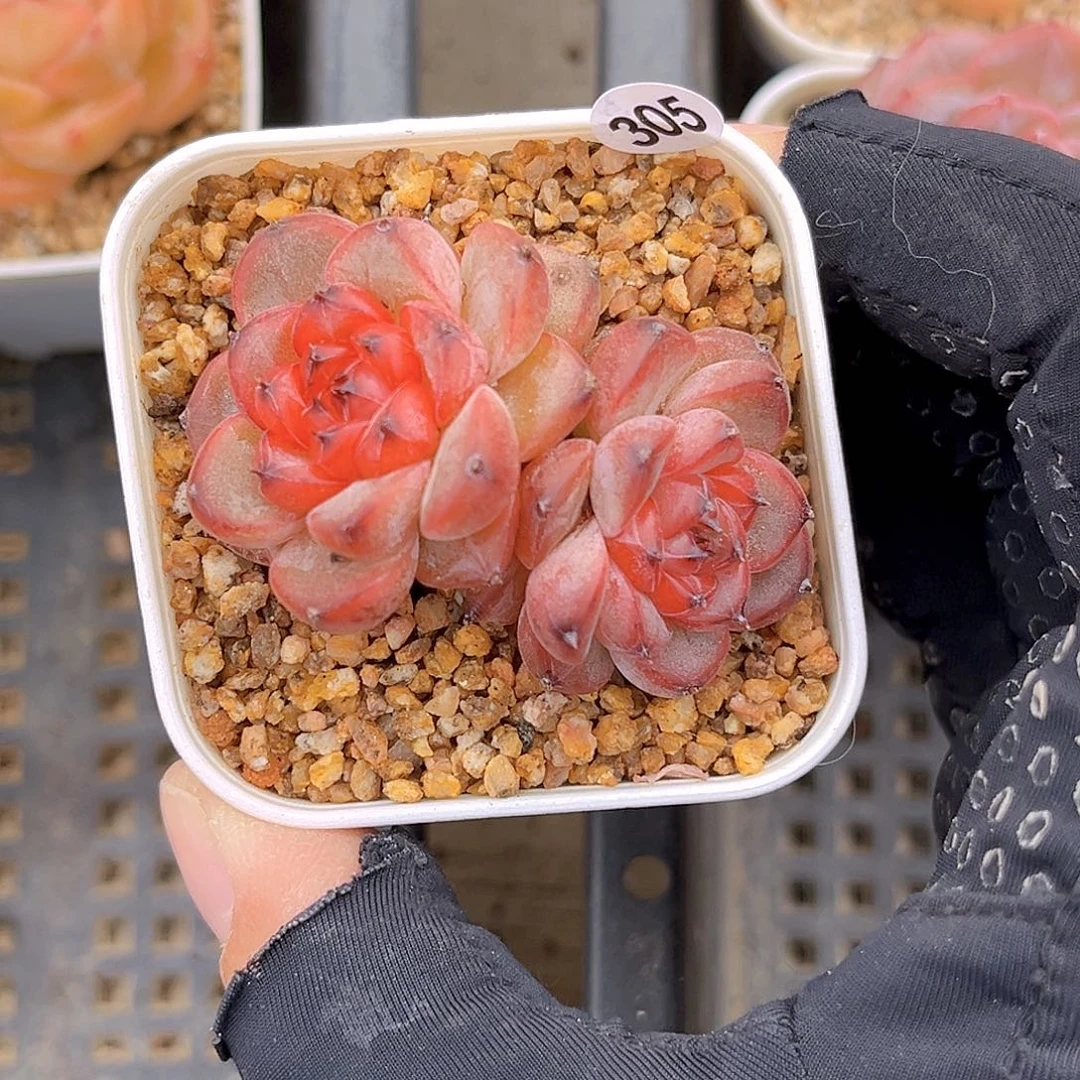 305  星光珍妮18包邮