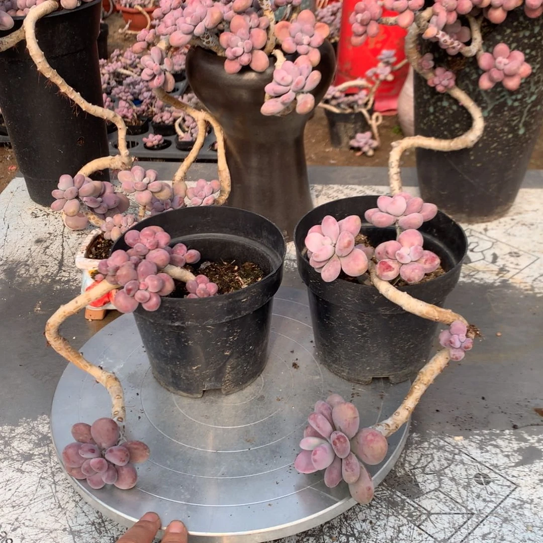 仁***爱桃蛋老桩两颗不带盆24号