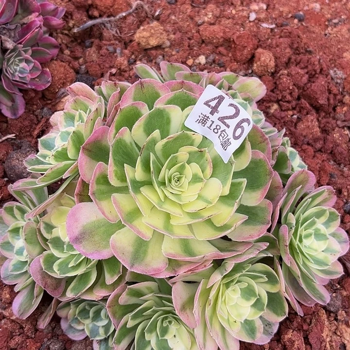 426玉姿朵朵无根发货