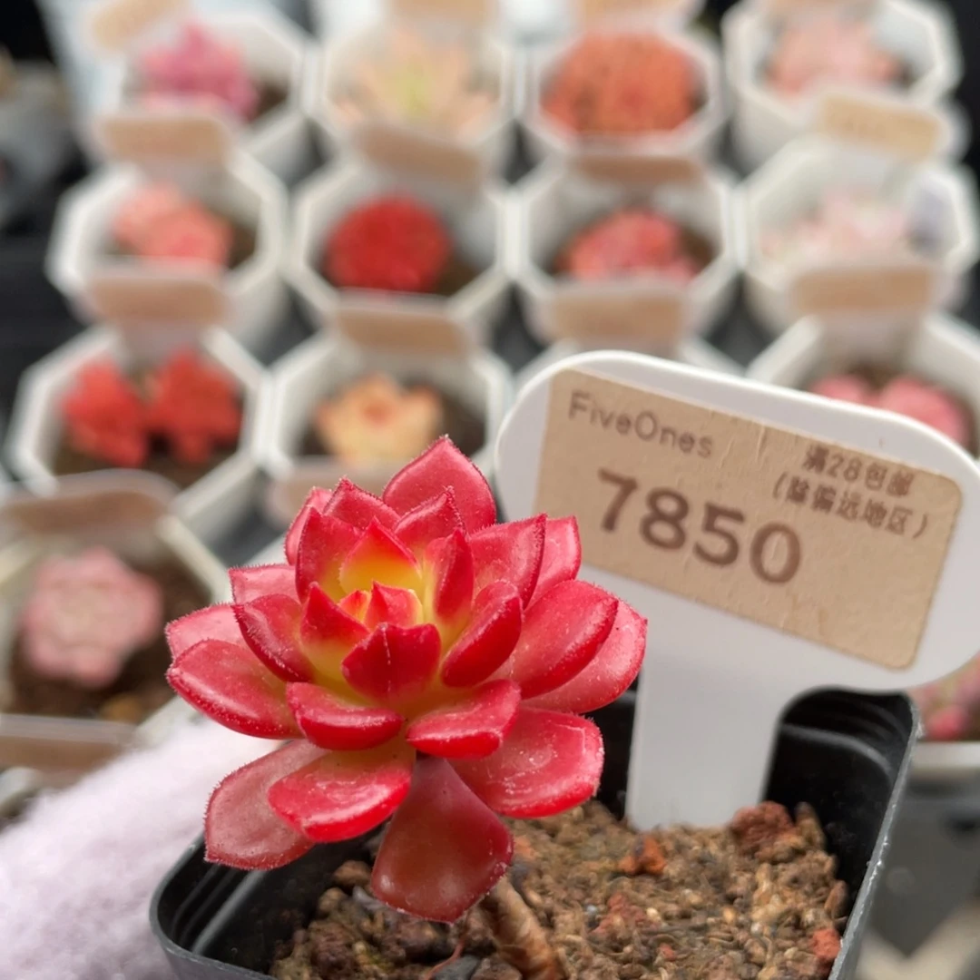 蒂亚7850-3.6厘米