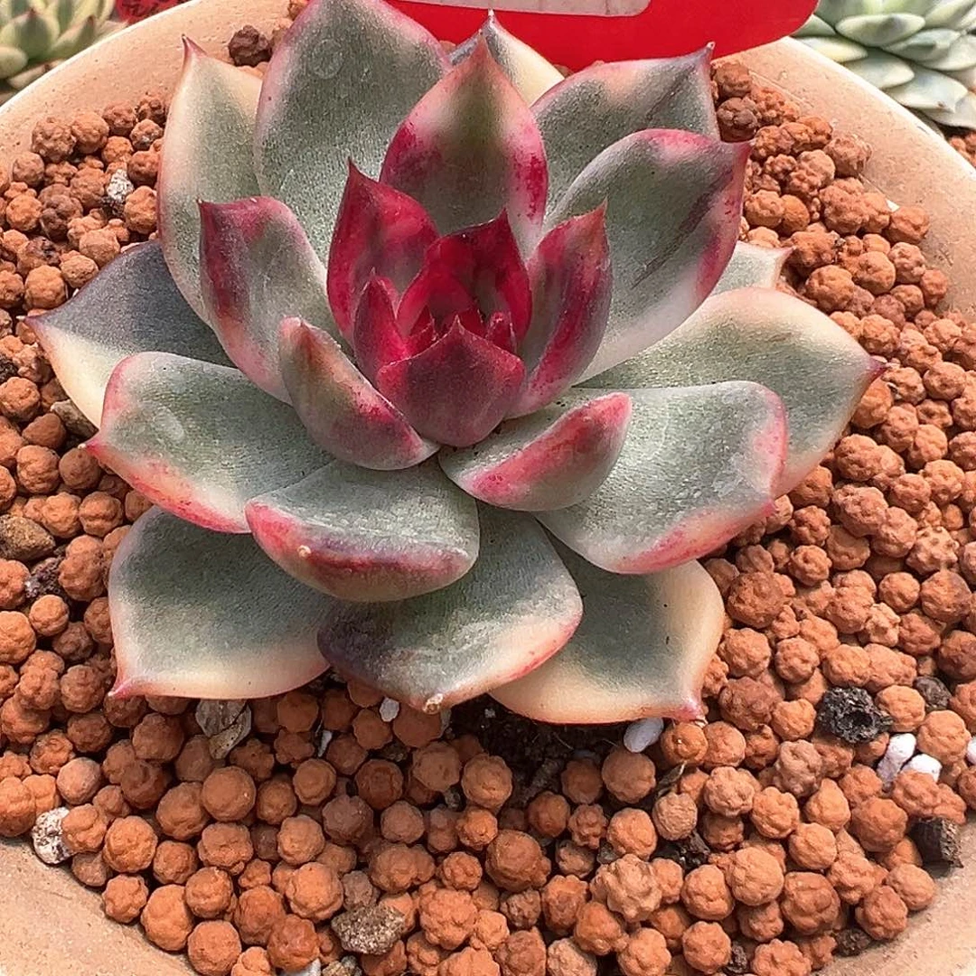 3043号火焰玫瑰锦多肉