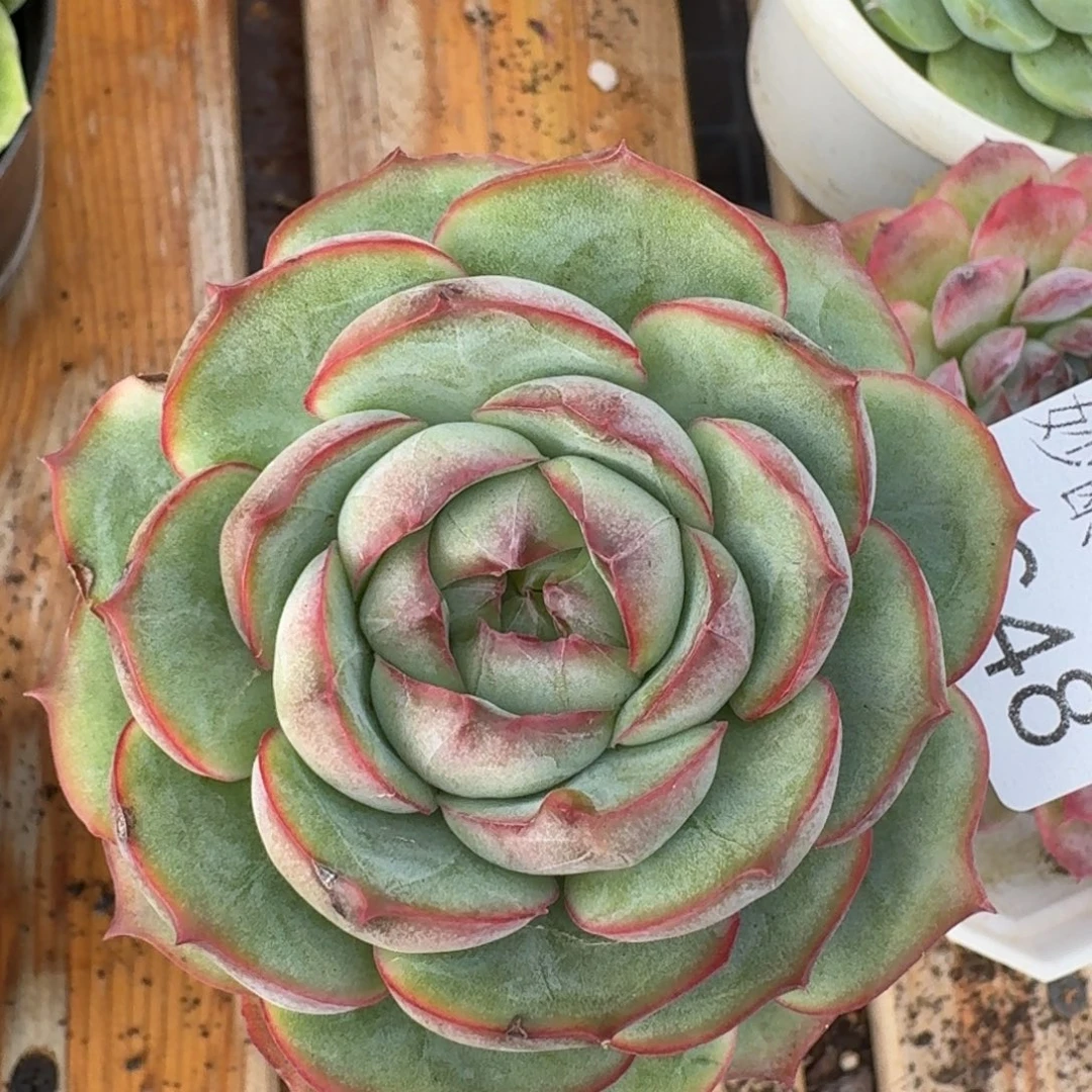 8648杂交多肉植物基地