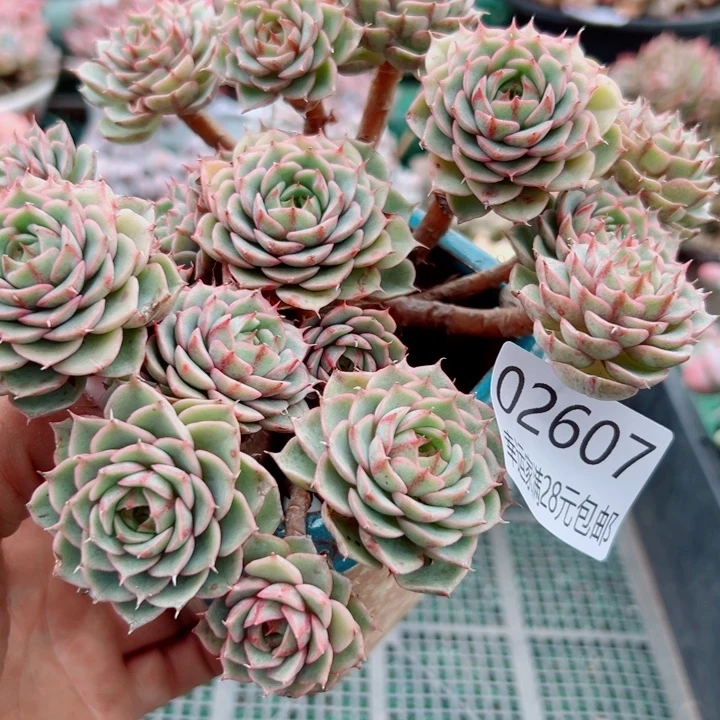 幸运儿是个很有才华又