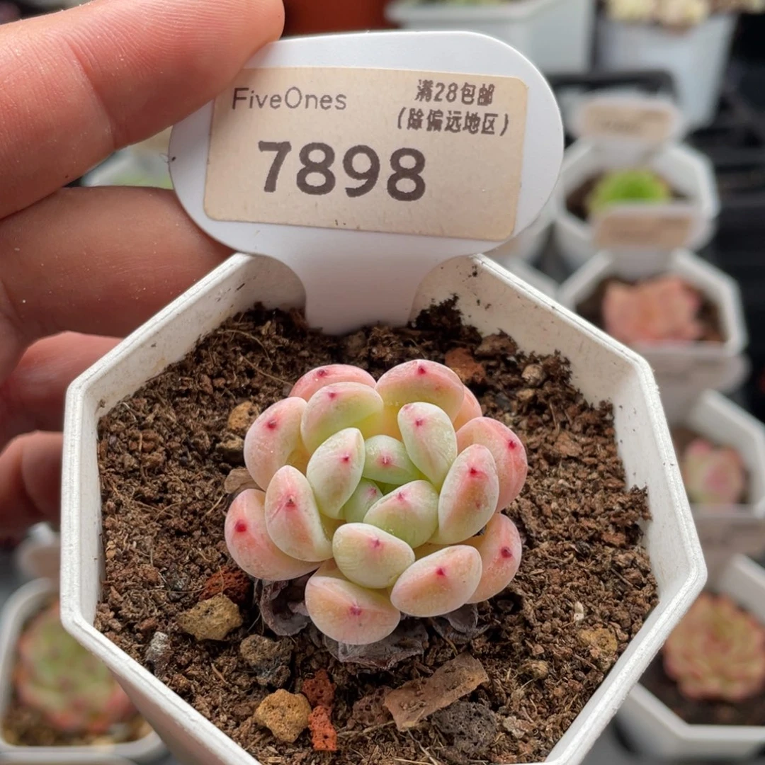 雪爪7898-3.5厘米