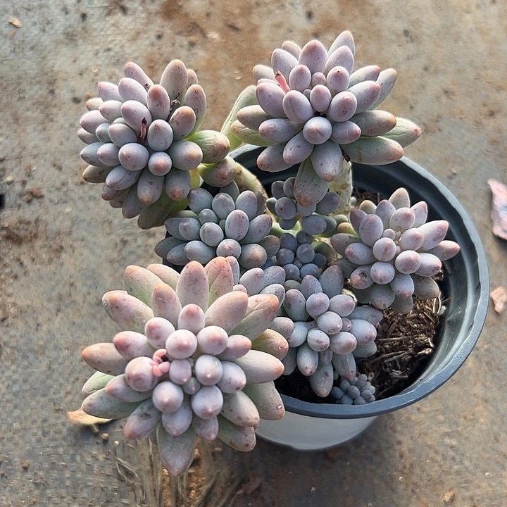 婴儿手指。