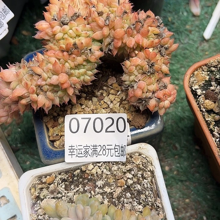 幸运的是我还没遇到你