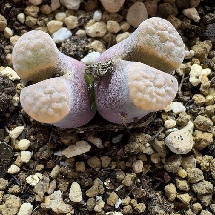 老马生石花磁铁2534