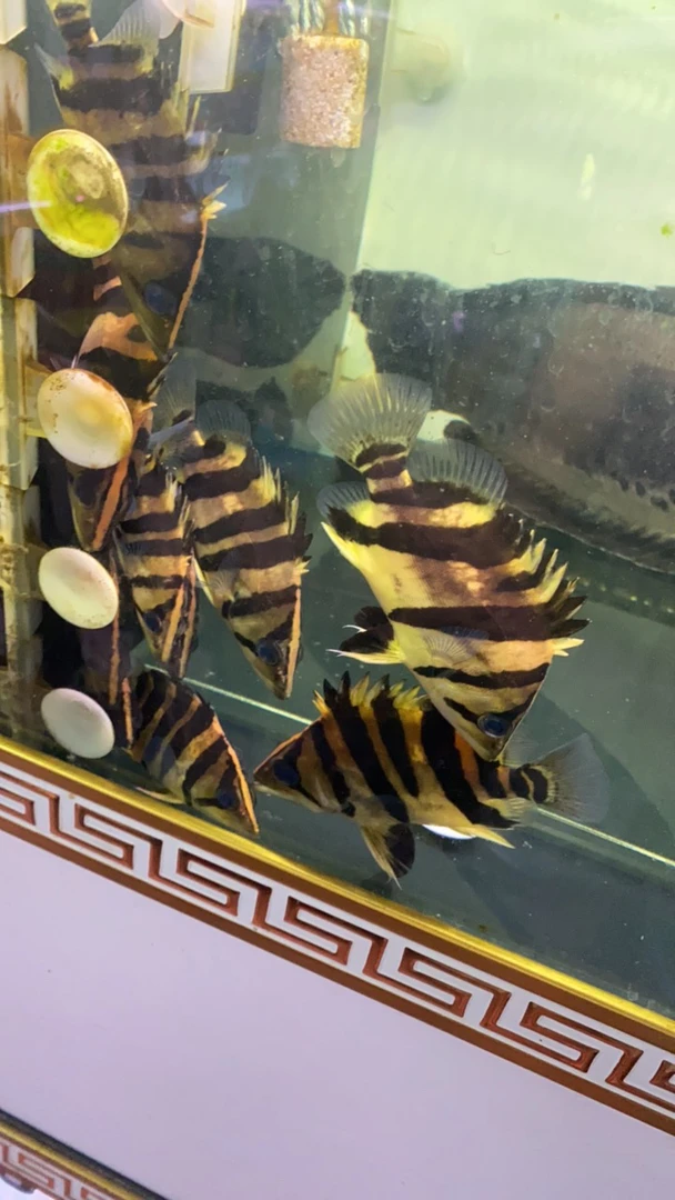 苏门答腊虎鱼苗虎鱼活体中大型热带观赏鱼龙鱼配鱼