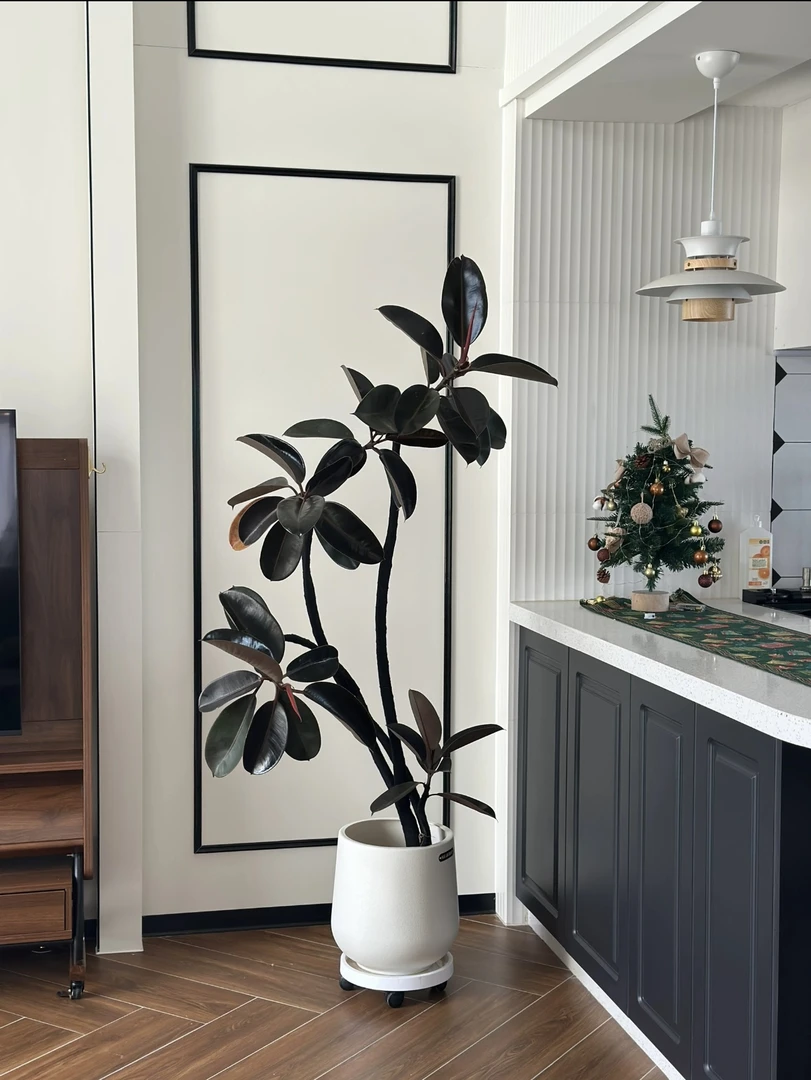 网红绿植黑金刚橡皮树真绿植室内落地大气客厅盆栽