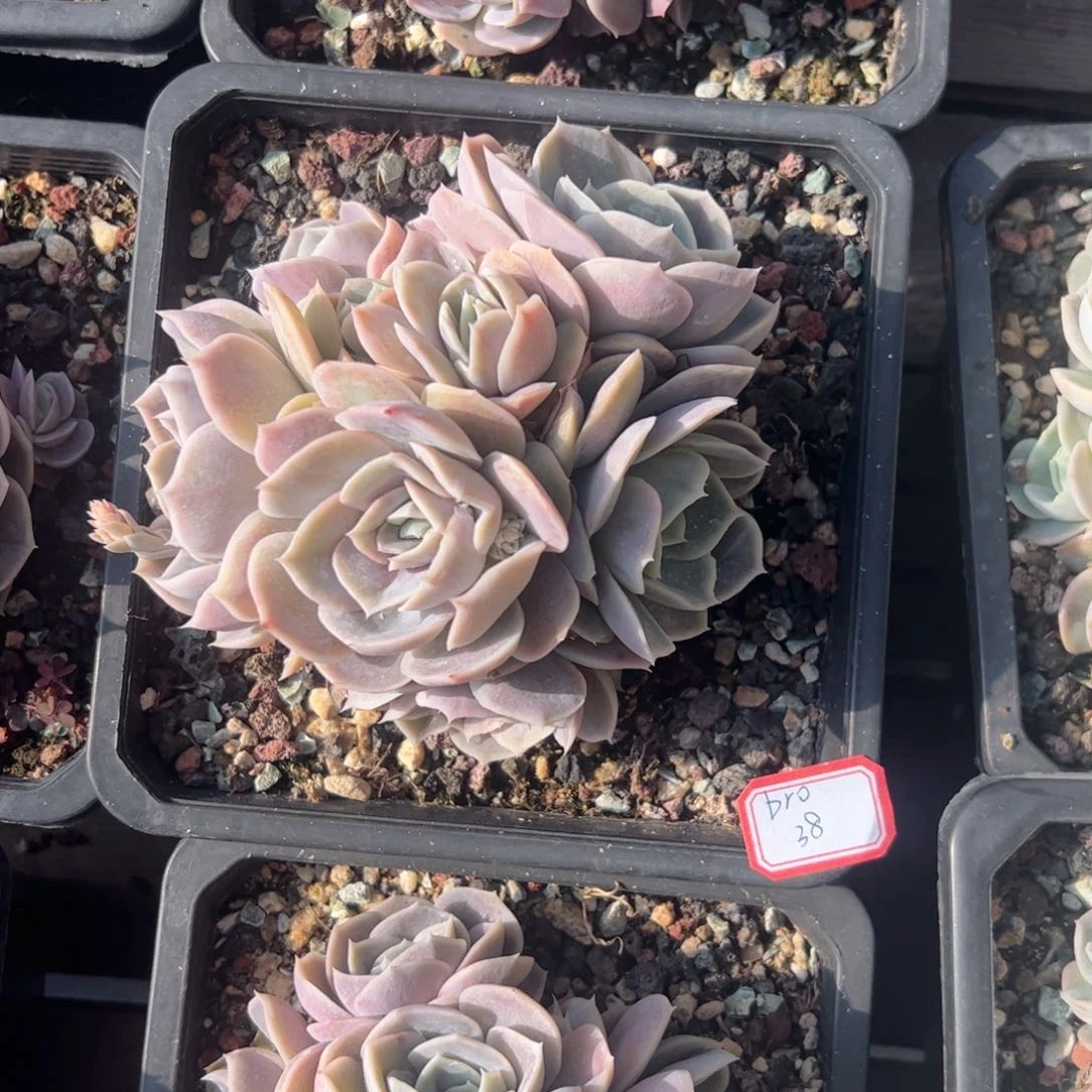 多肉植物多肉植物