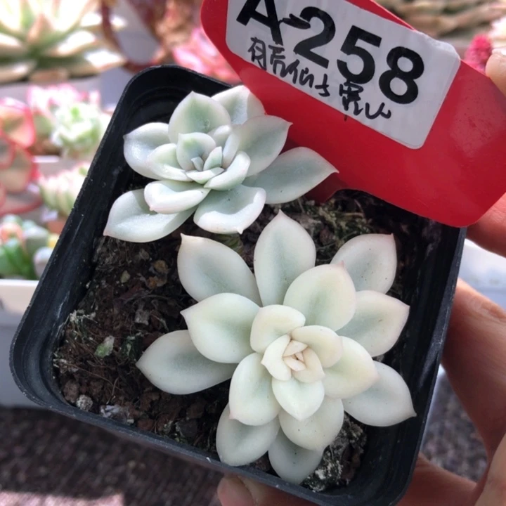月亮仙子宽锦有根