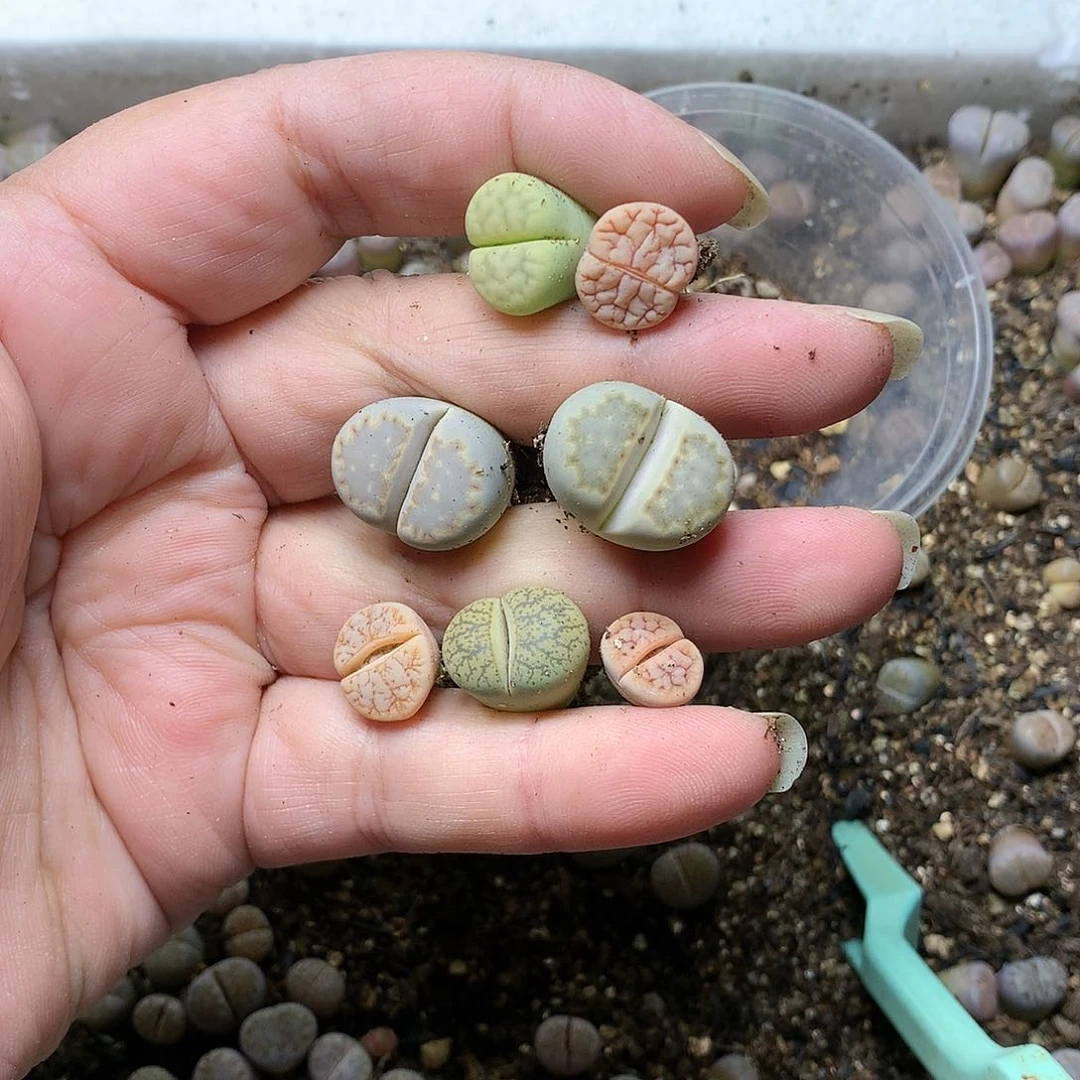 安****7E163多肉植物保护