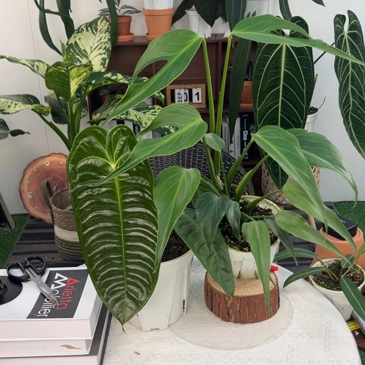 完全开放极密火鹤王叶长37+开背巴西龟