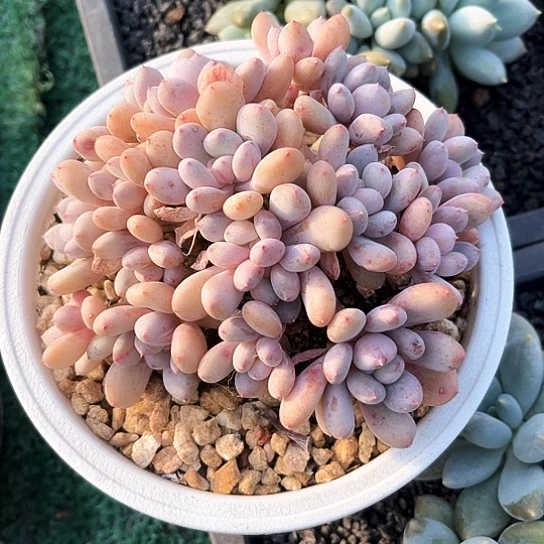 香香13号码牌子的话题了