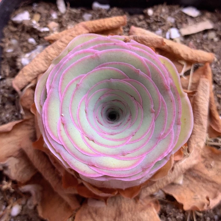 一物一拍星辰雪霁066