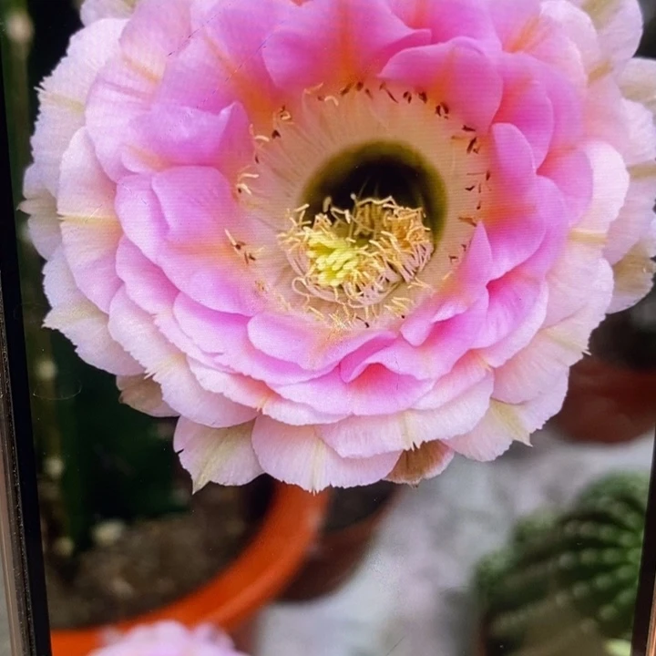 香香520侧芽3.5公分左右一点干皮