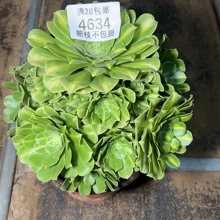 4634翡翠琉璃多肉植物