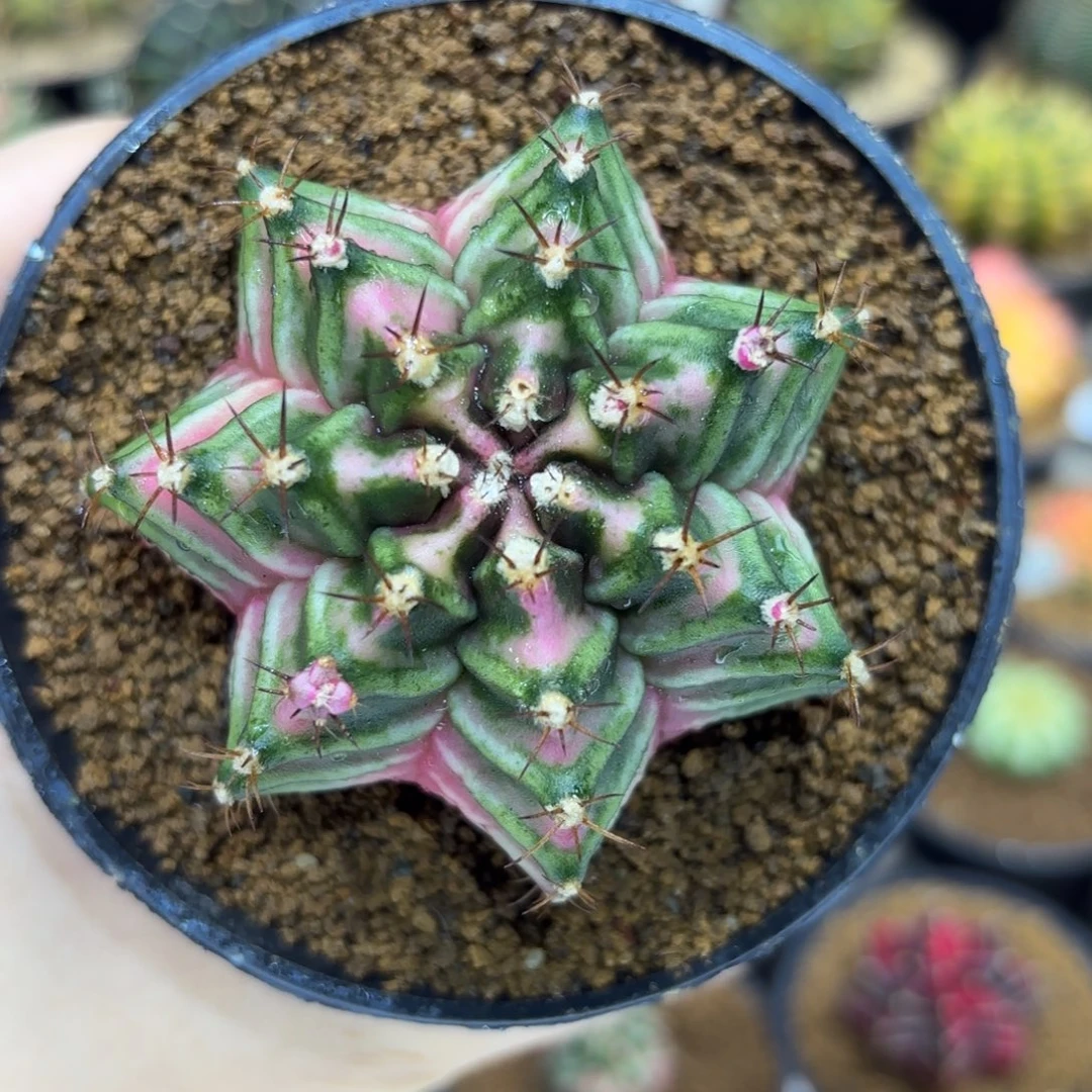 6.3cm泰系实生七棱粉臀