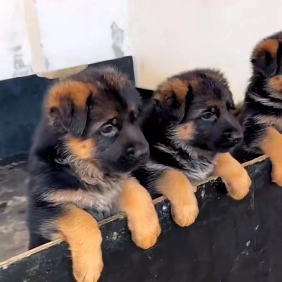 直播间挑选幼犬狗狗