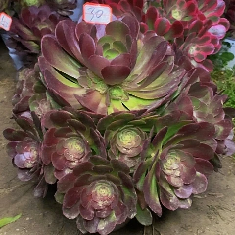 雨荷捧花法师30号链接