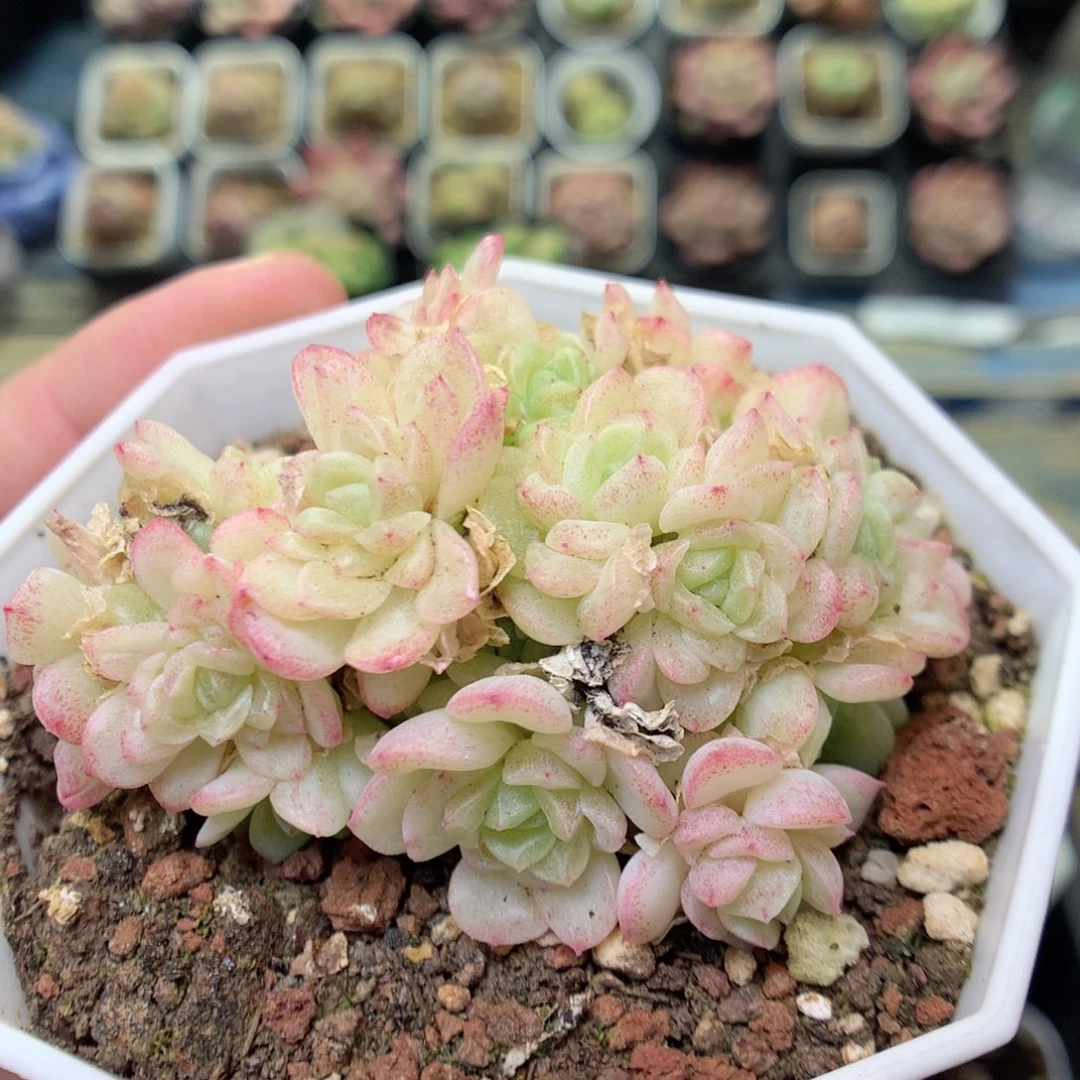 S94 ，20包邮两天凑单偏远不发货