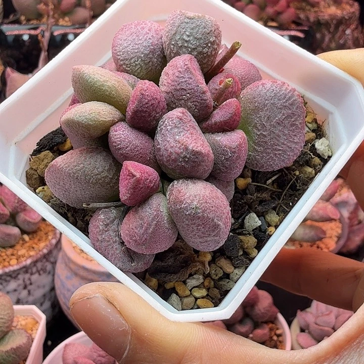 小****4水蜜桃的味道真的很好闻啊