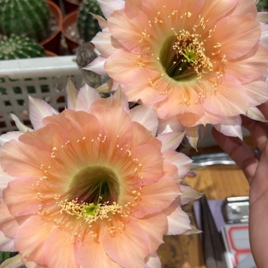 彩草香槟色柱子6公分左右