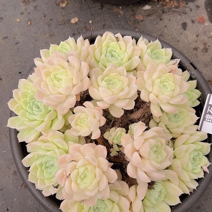 白月影不包整25114多肉植物