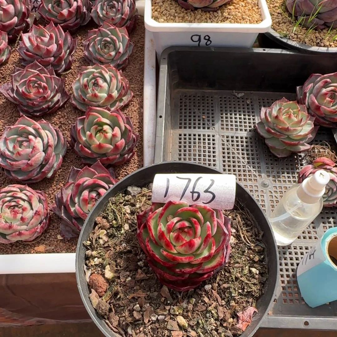 B****t云南冬梅多肉