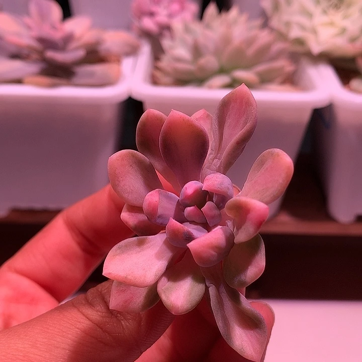 丘比特中班锦锦锦锦锦