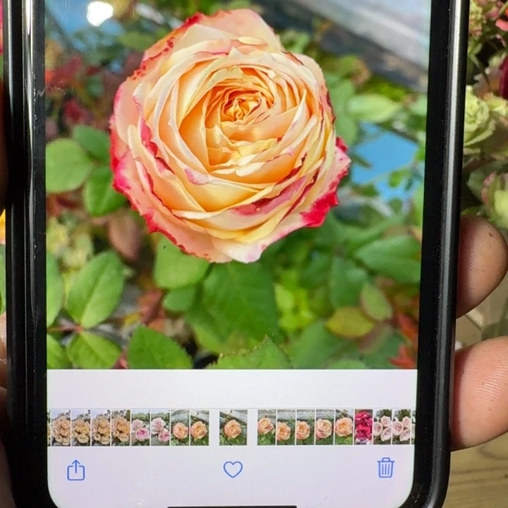 无花朵灿烂扦插小苗