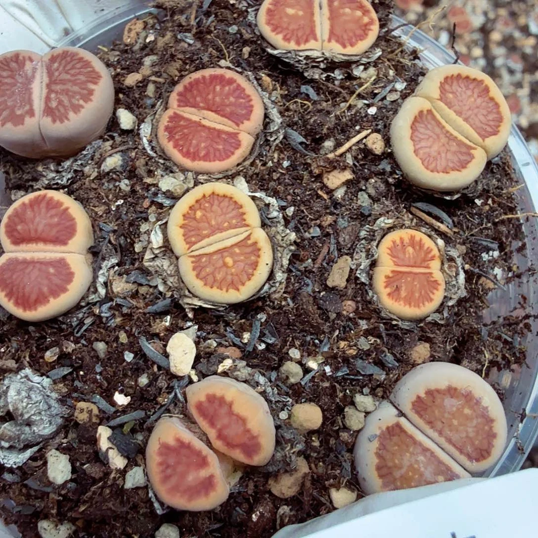 是因为她没有那么想过149好