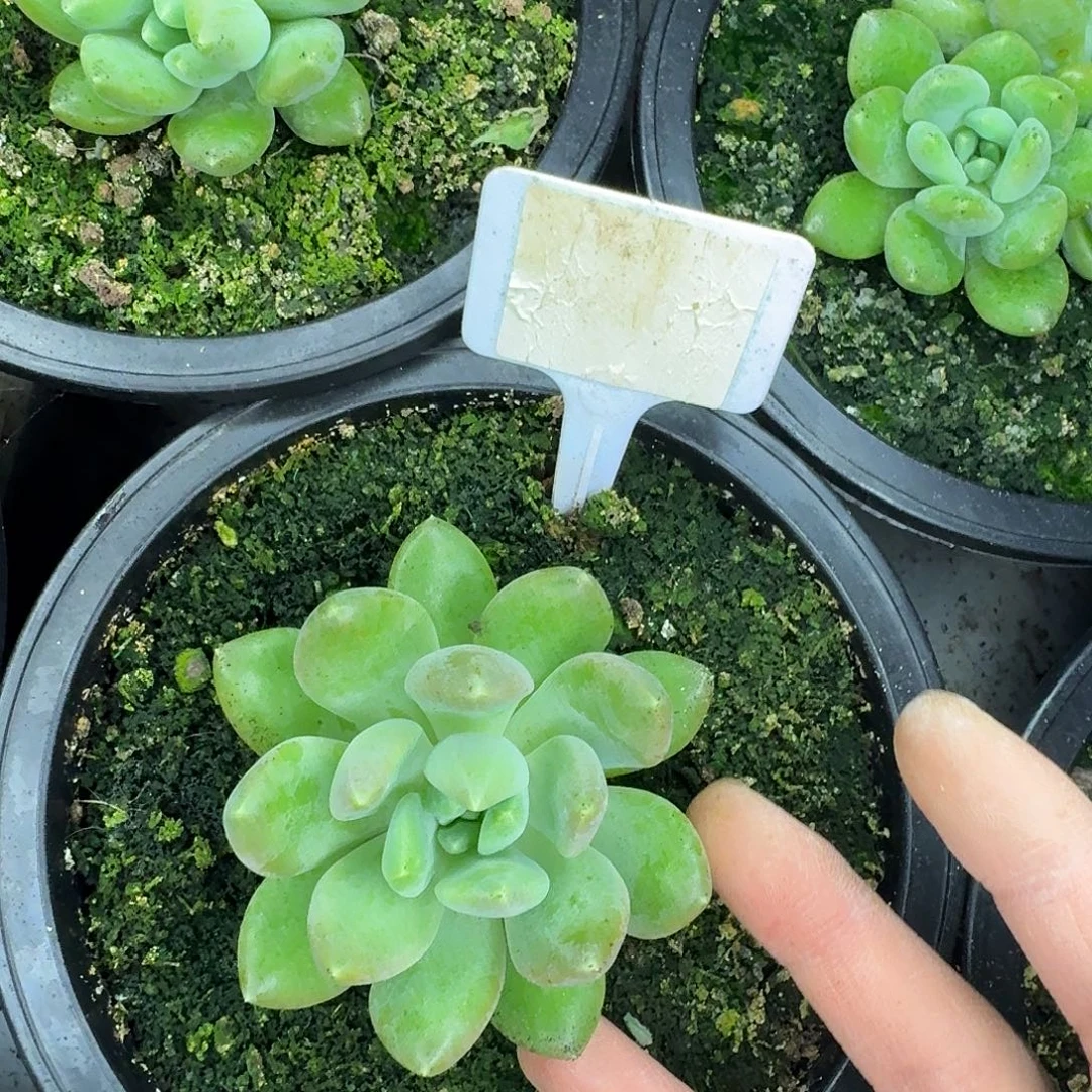 冰河世纪88888888888888