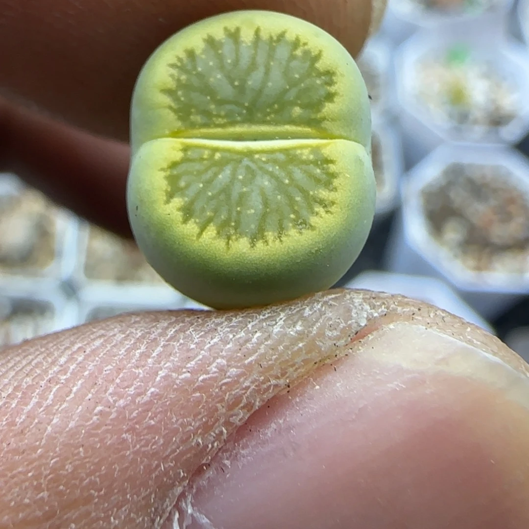 297 生石花大棚直播