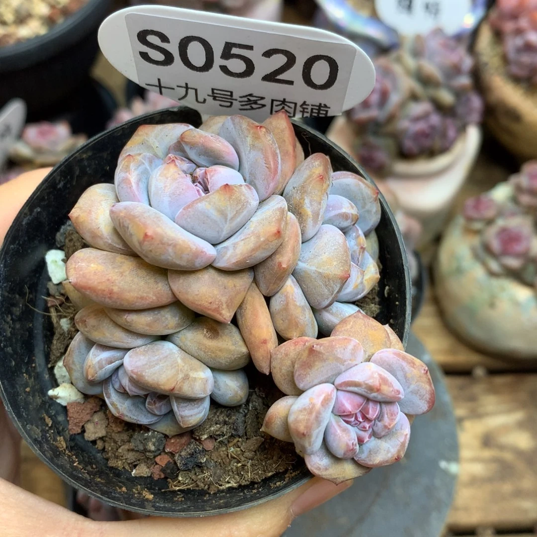 S0520 突尼斯 模特同款
