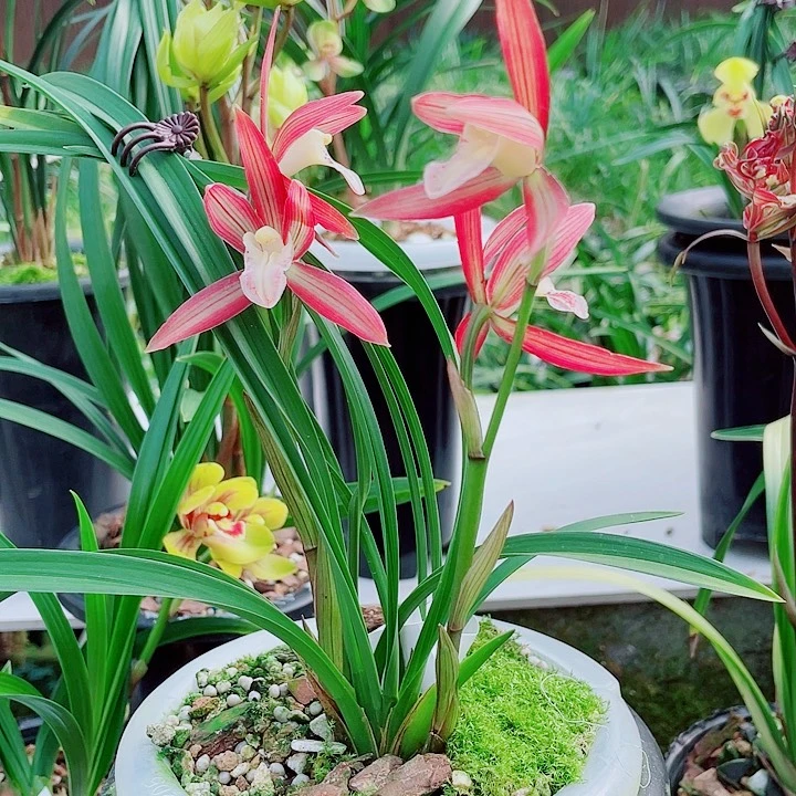 用***水完全开放一物一漂亮开花