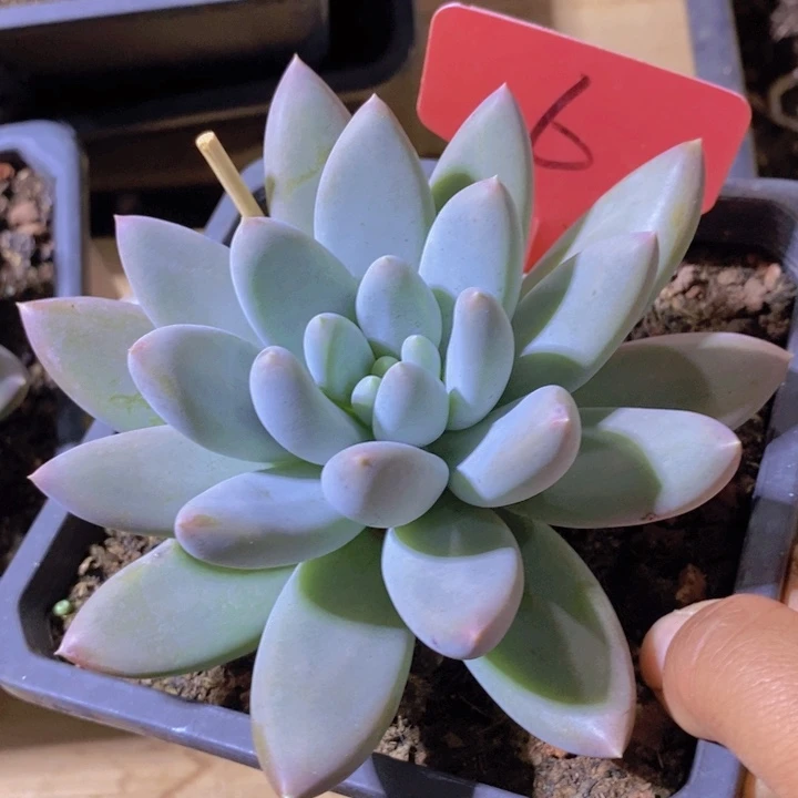 这一系列改革方案还要求