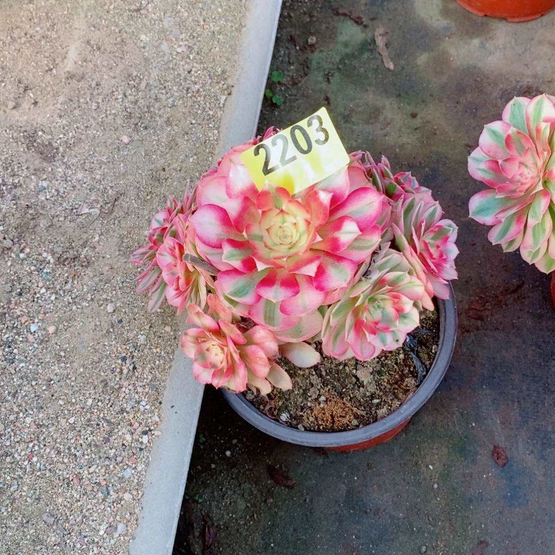 小倾城多肉植物2203