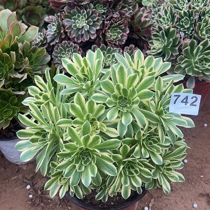 742芳华绣球多肉