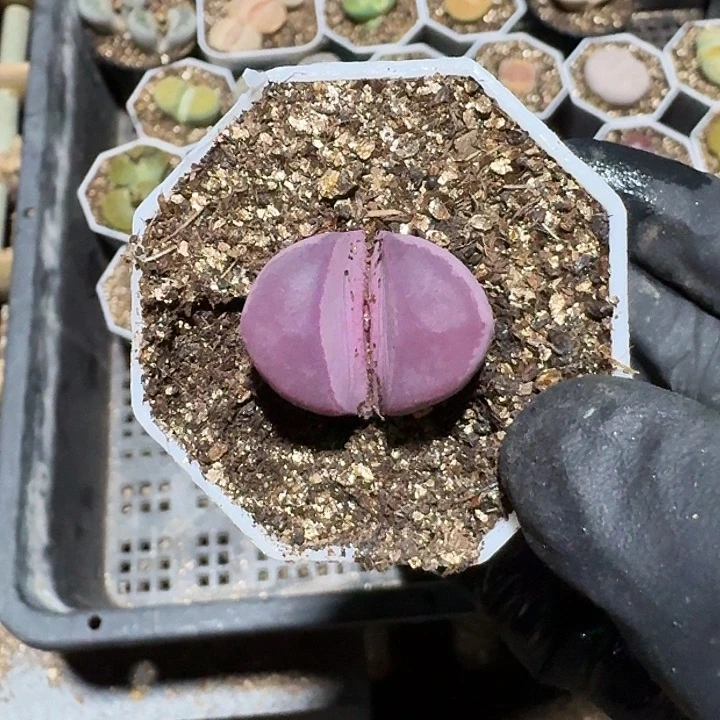 生石花1111。    152